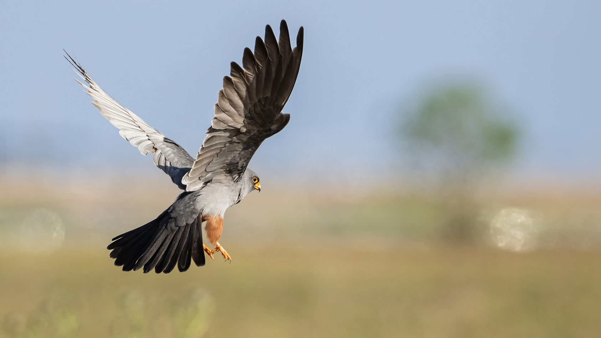 Red-footed Falcon